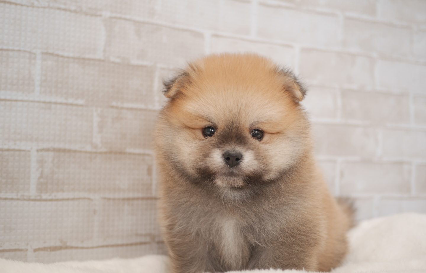 シュナウザーの子犬