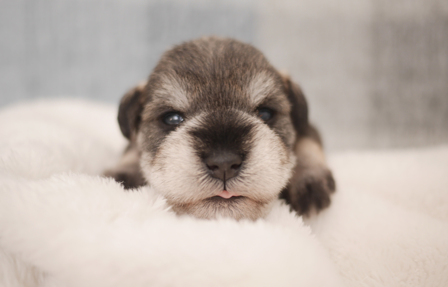 シュナウザーの子犬