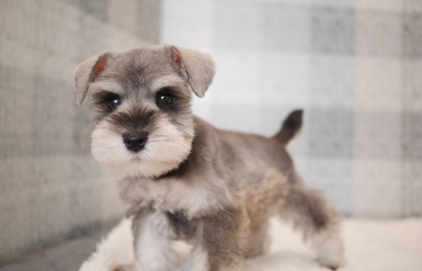 シュナウザーの子犬
