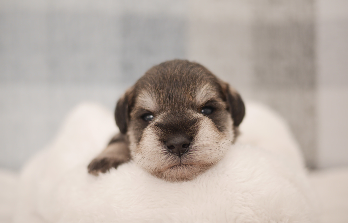シュナウザーの子犬