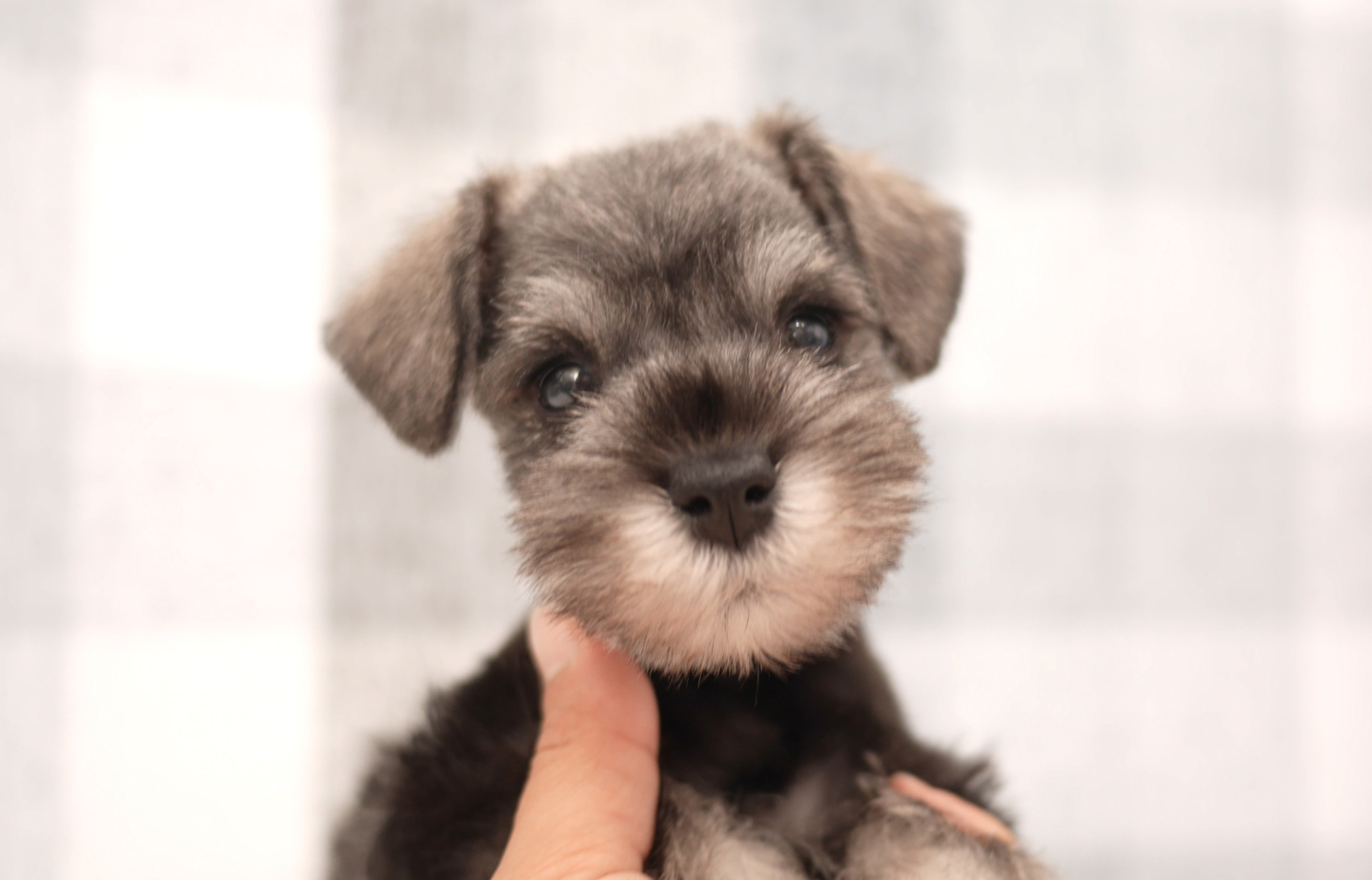 シュナウザーの子犬