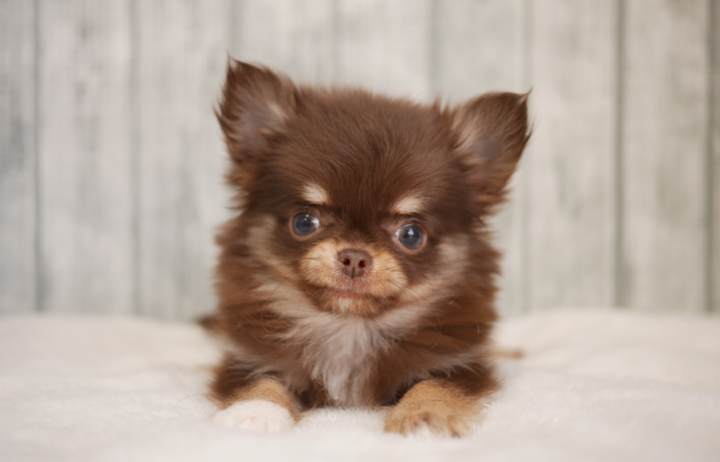 シュナウザーの子犬