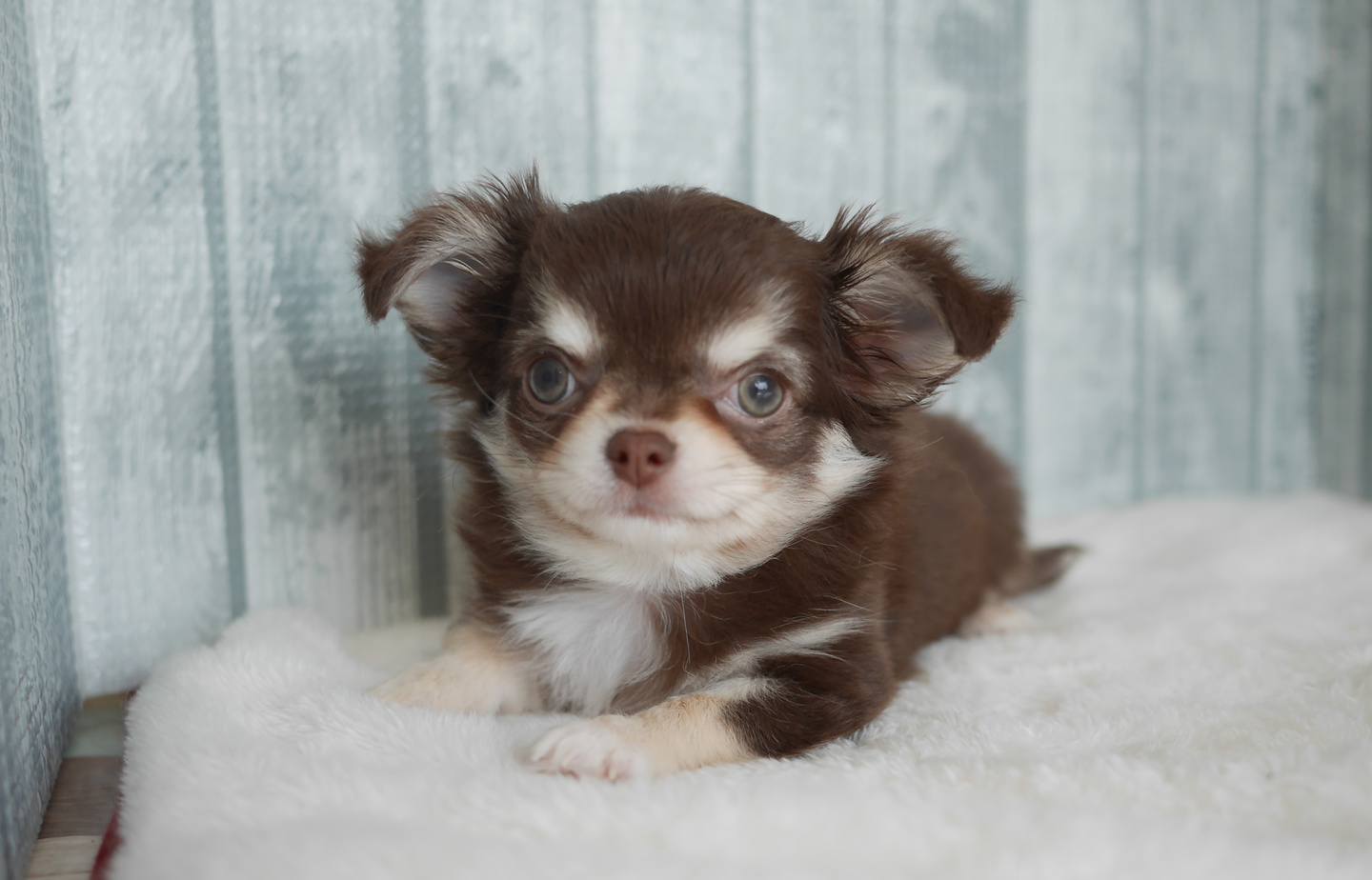 シュナウザーの子犬