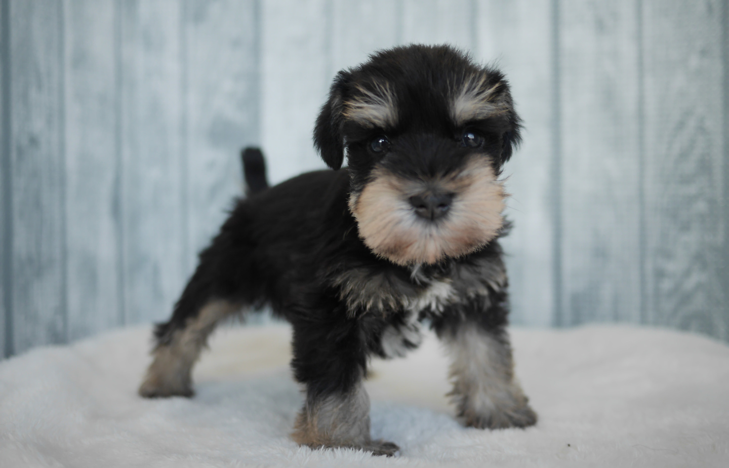 シュナウザーの子犬