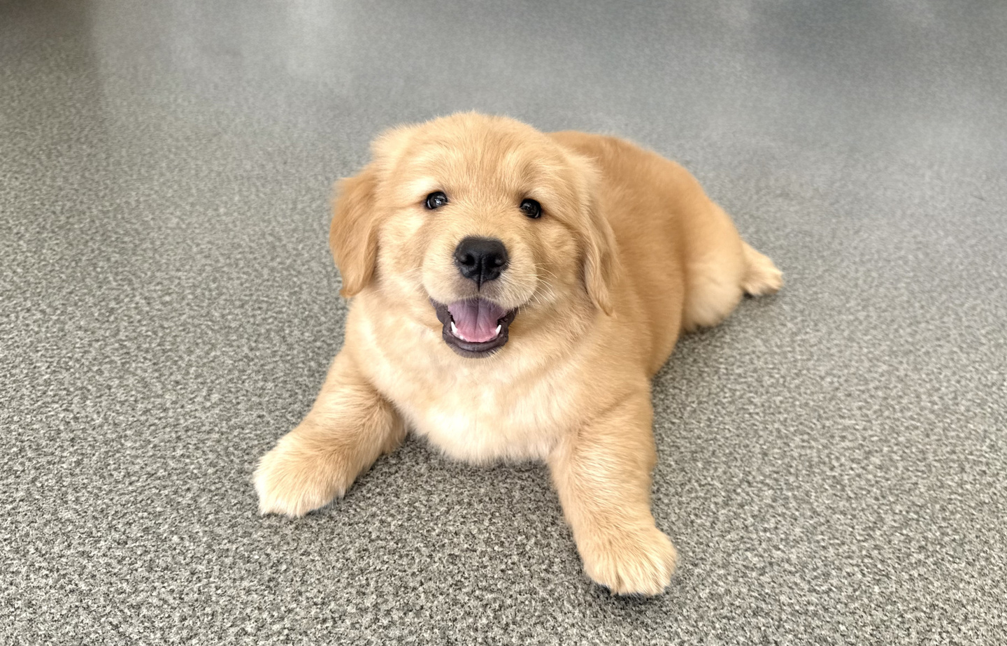 シュナウザーの子犬