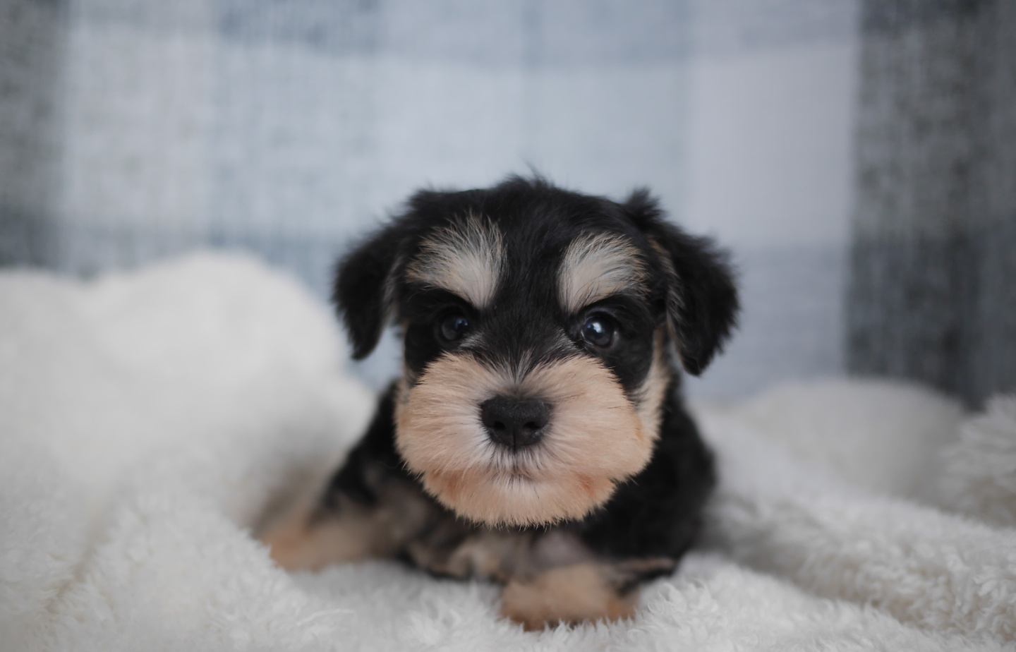 シュナウザーの子犬