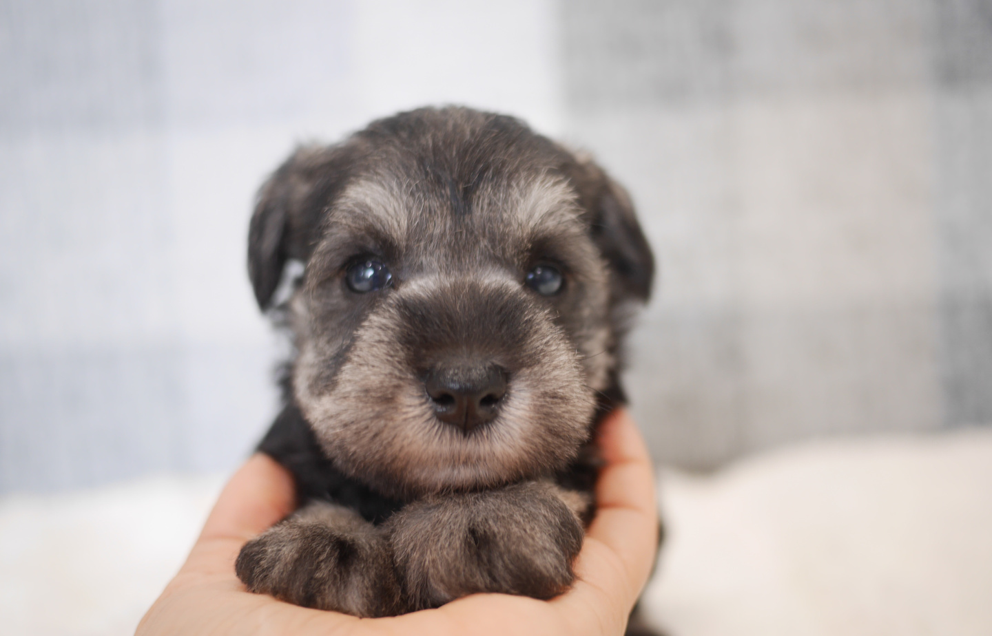 シュナウザーの子犬
