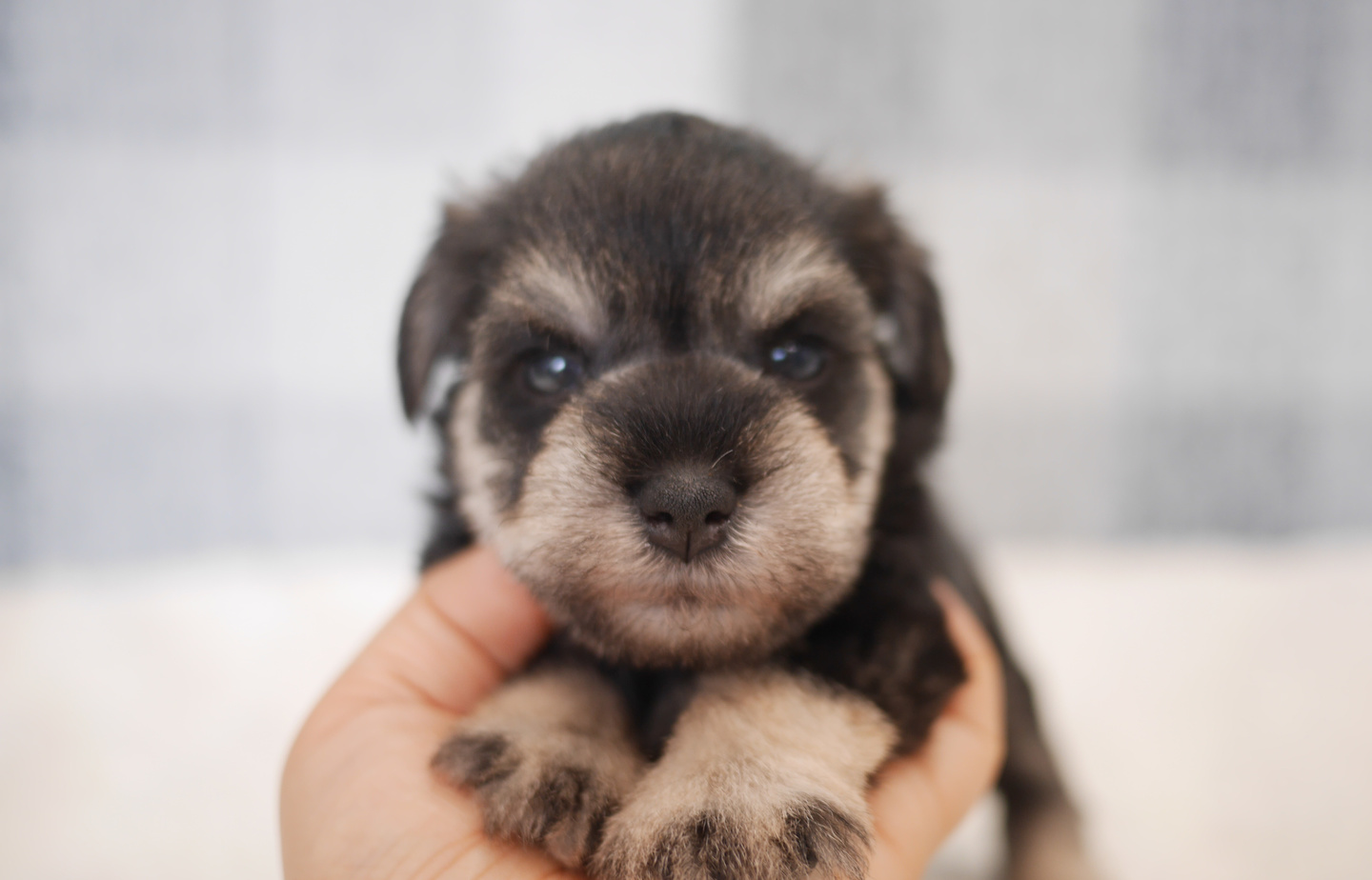 シュナウザーの子犬