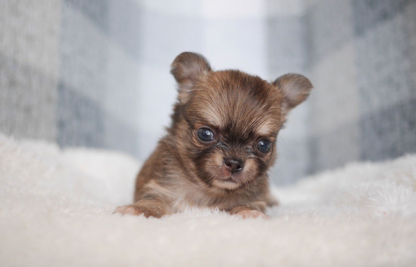 シュナウザーの子犬