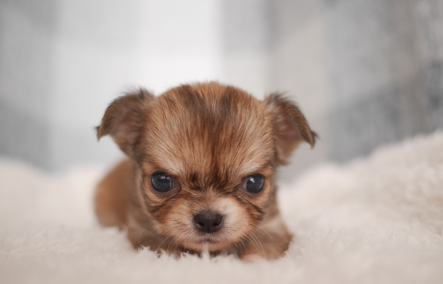 シュナウザーの子犬