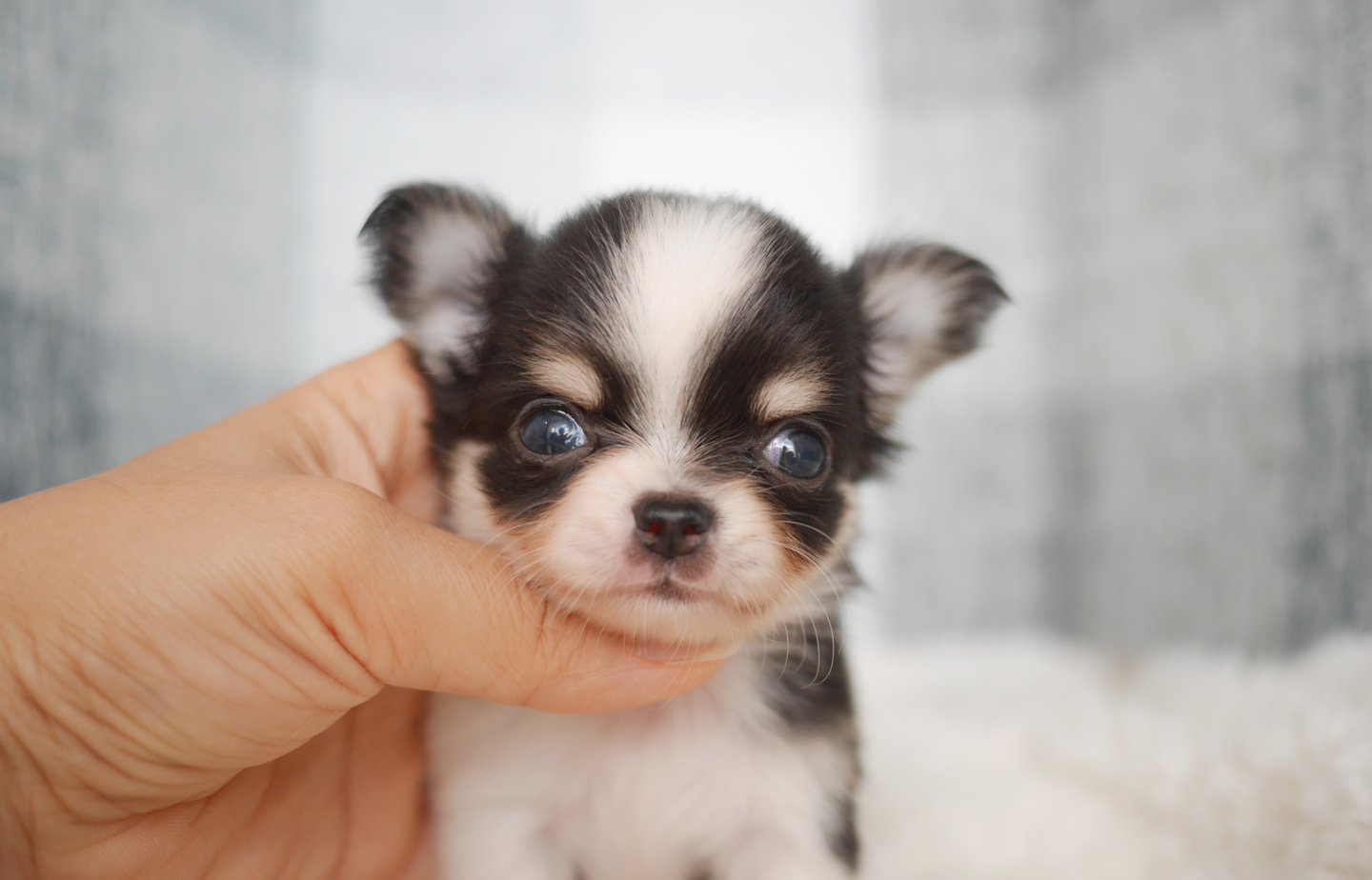 シュナウザーの子犬