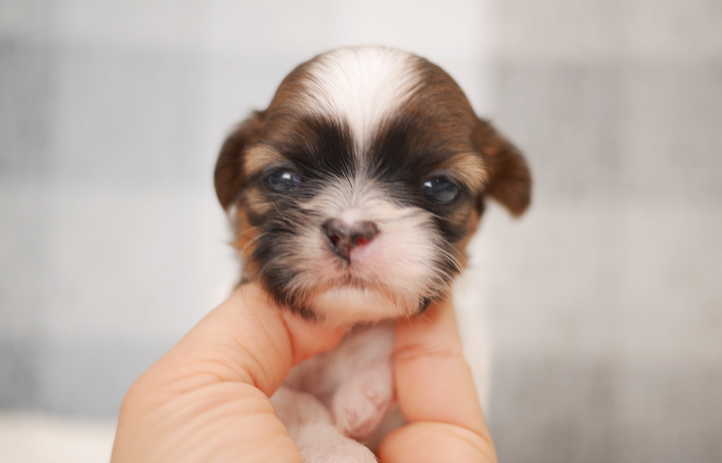 シュナウザーの子犬