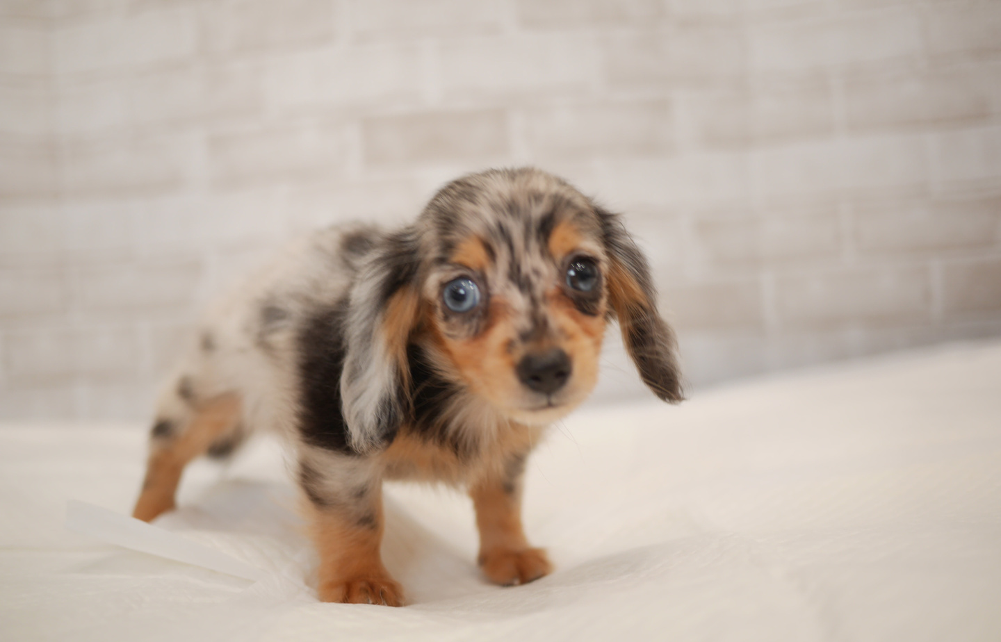 ヨーキーの子犬