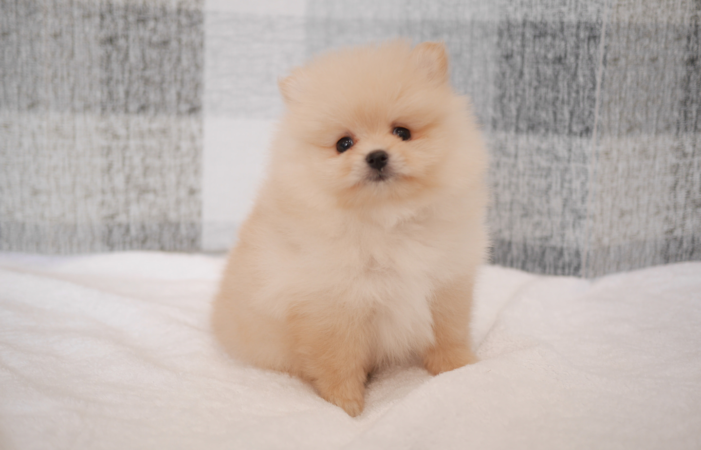 シュナウザーの子犬