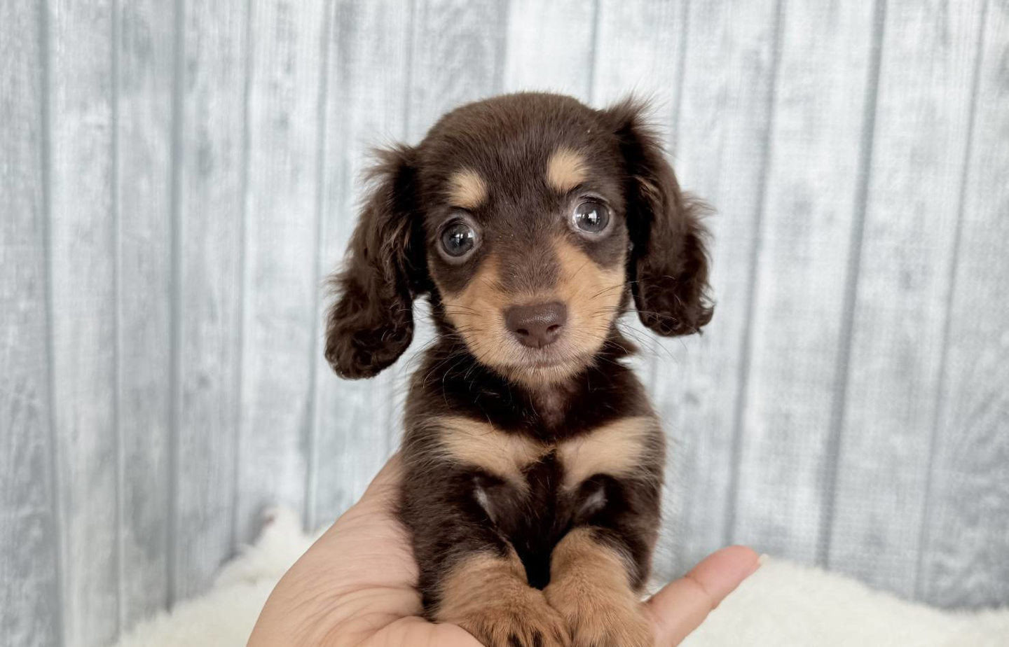 ダックスの子犬