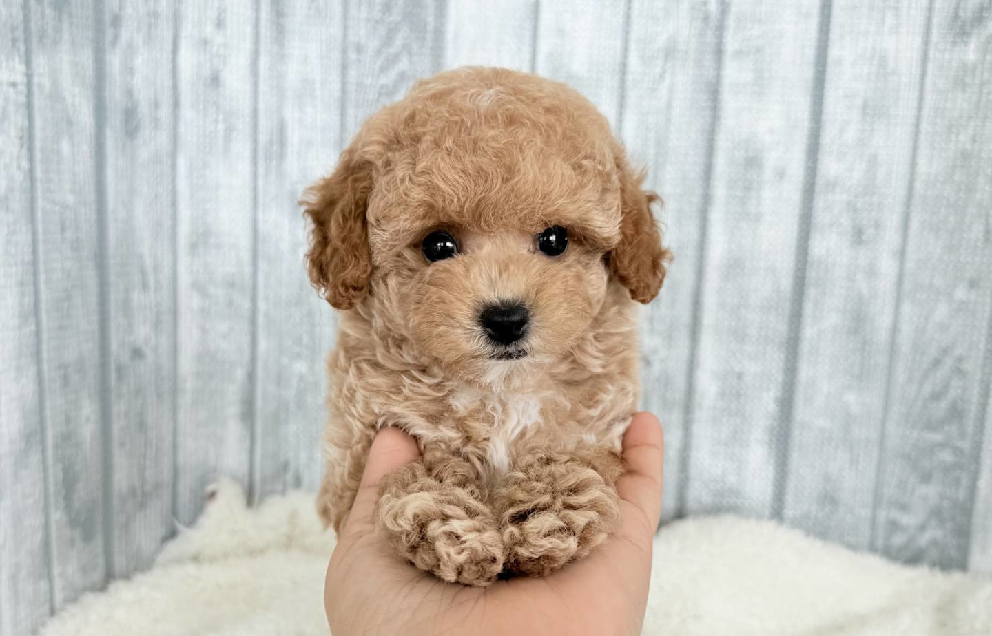 プードルの子犬