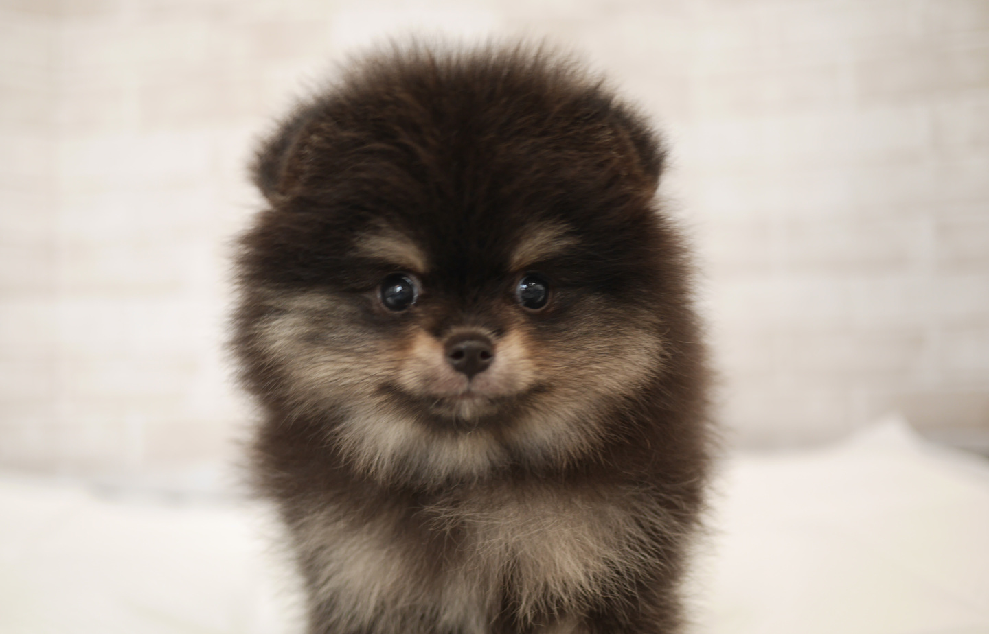 ダックスの子犬