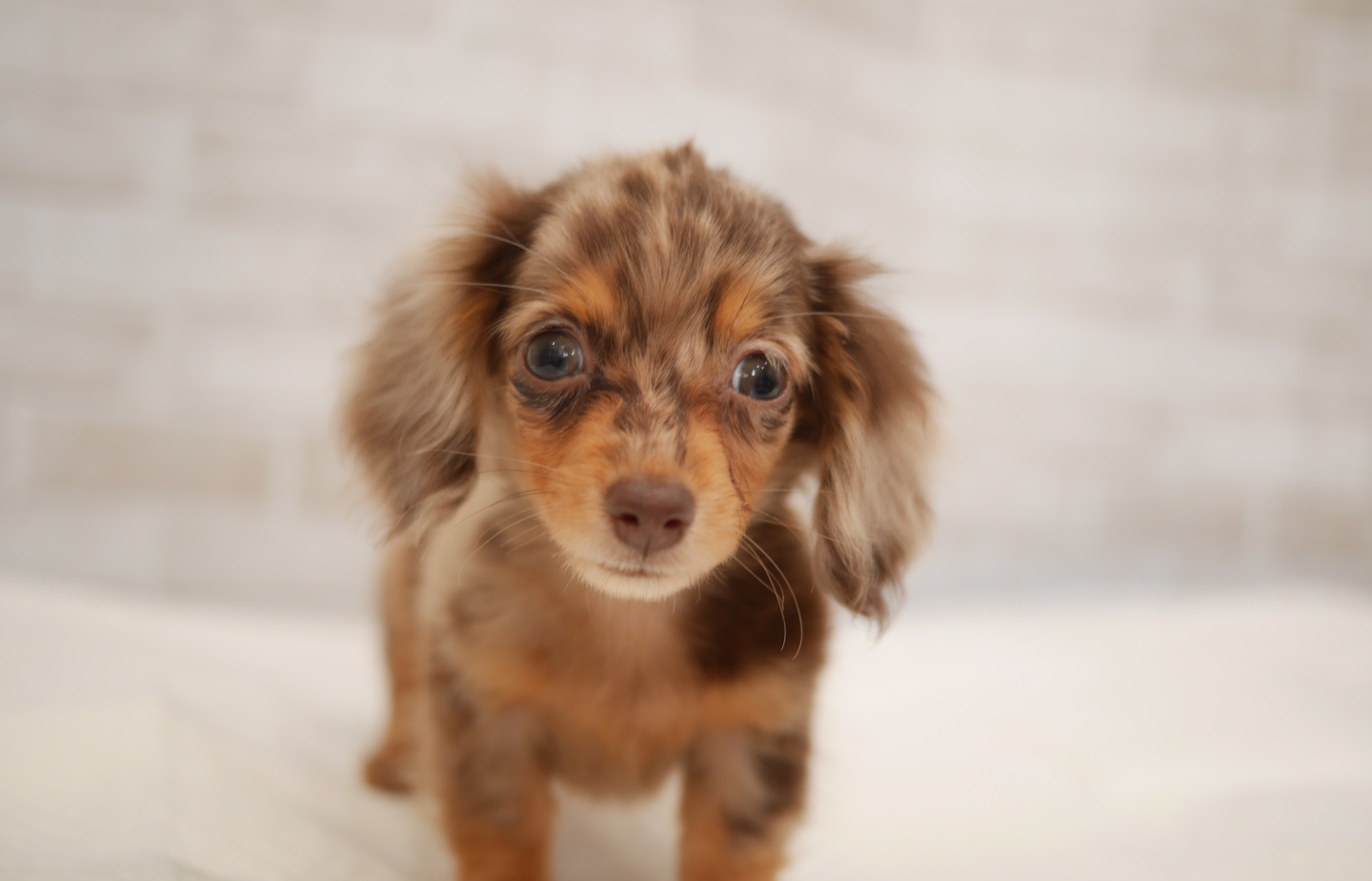 フレンチの子犬