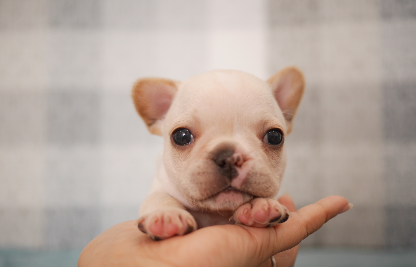 フレンチの子犬