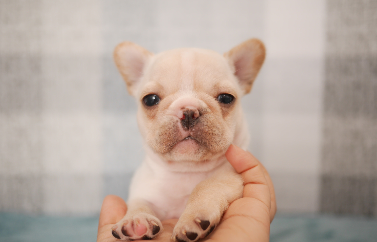 ヨーキーの子犬
