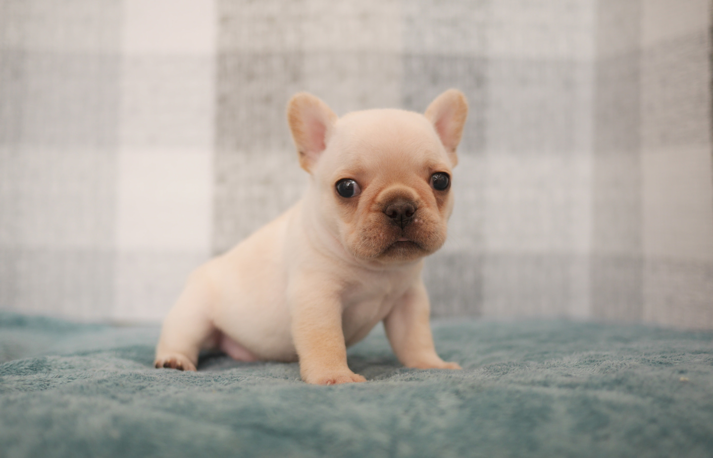 フレンチの子犬