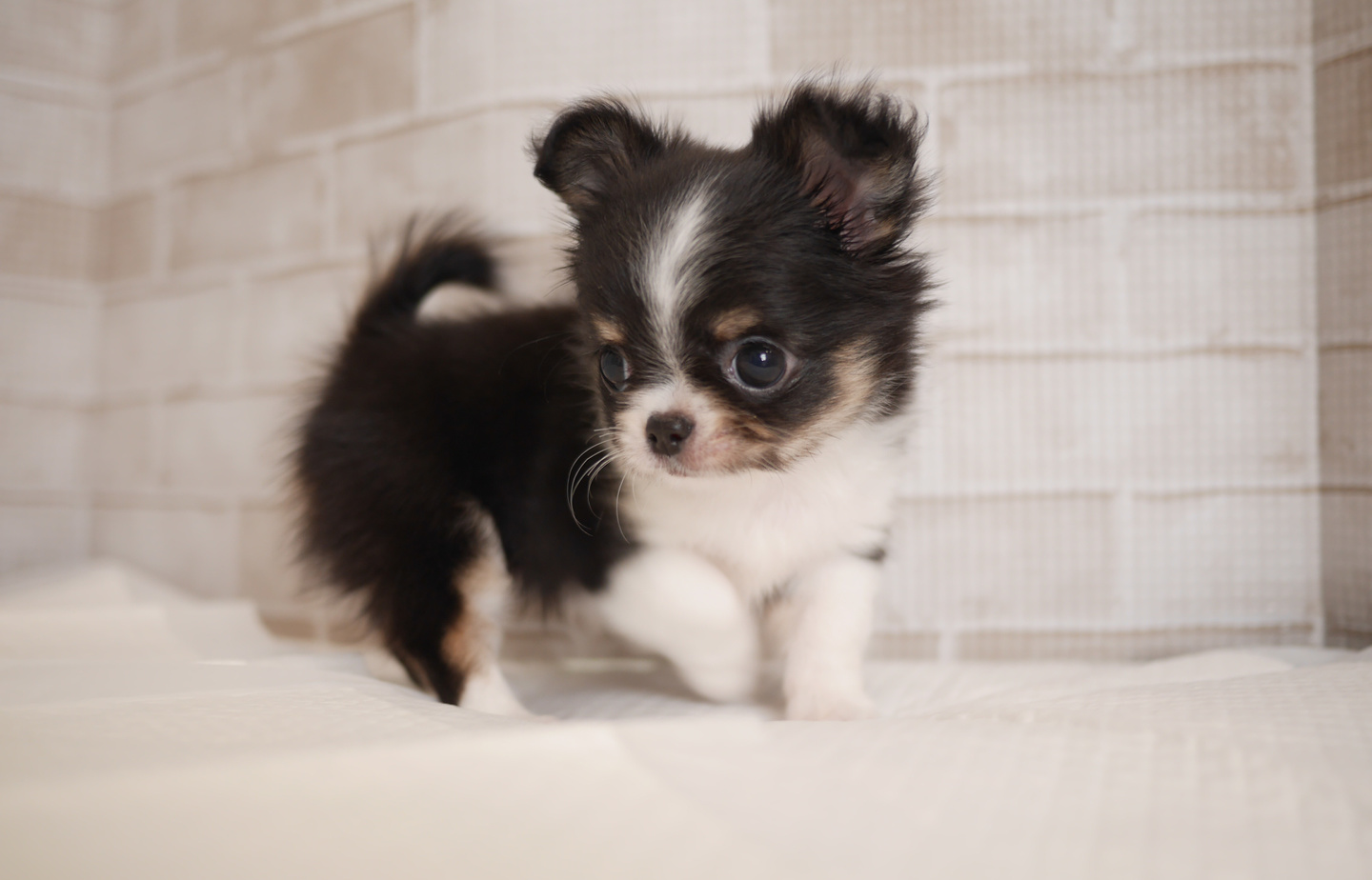 フレンチの子犬