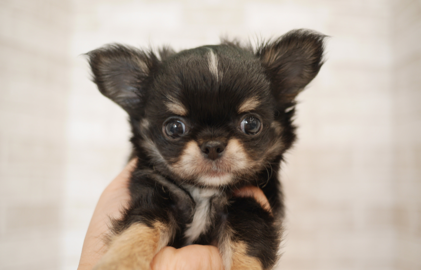 ヨーキーの子犬