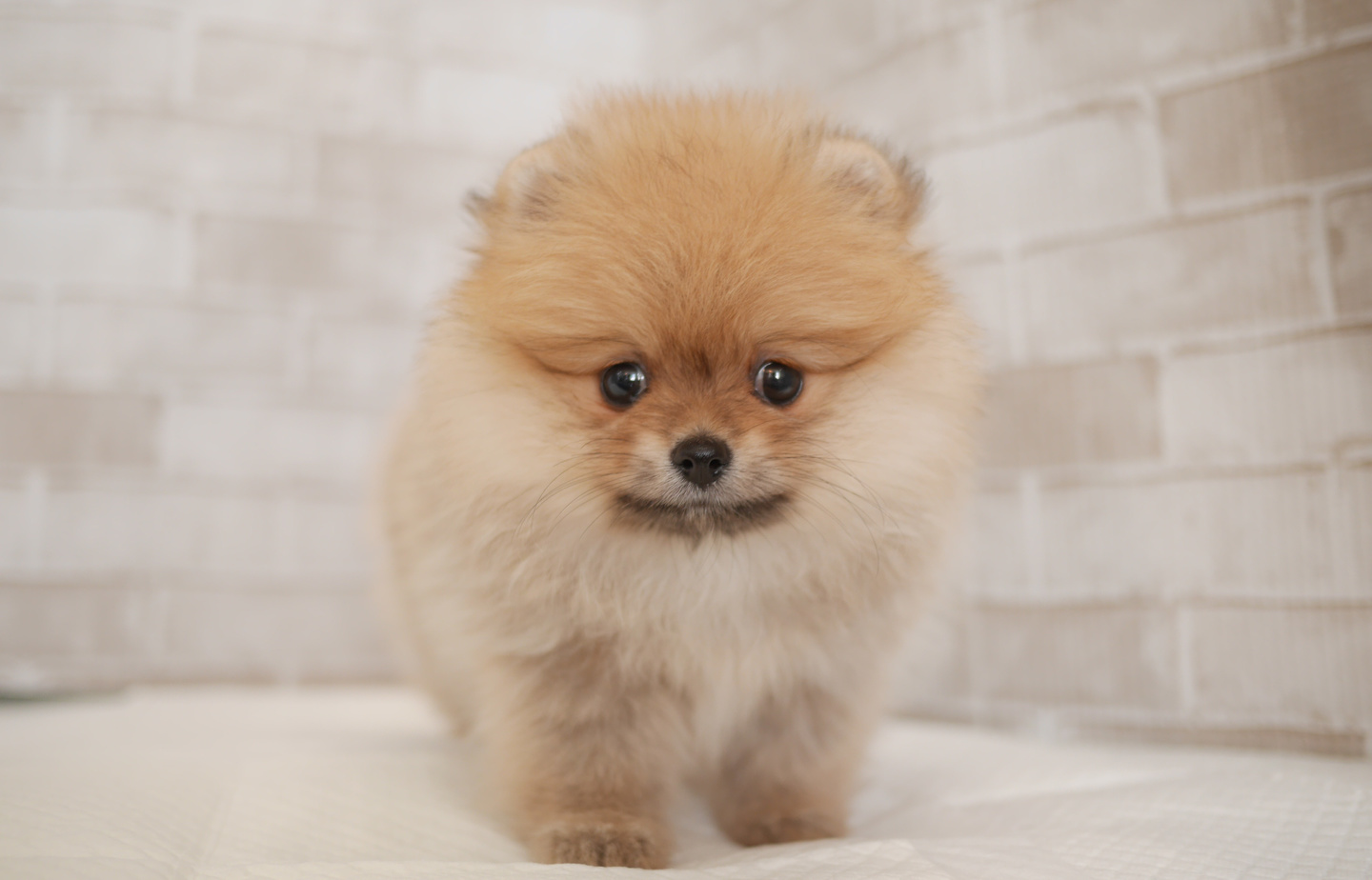 フレンチの子犬