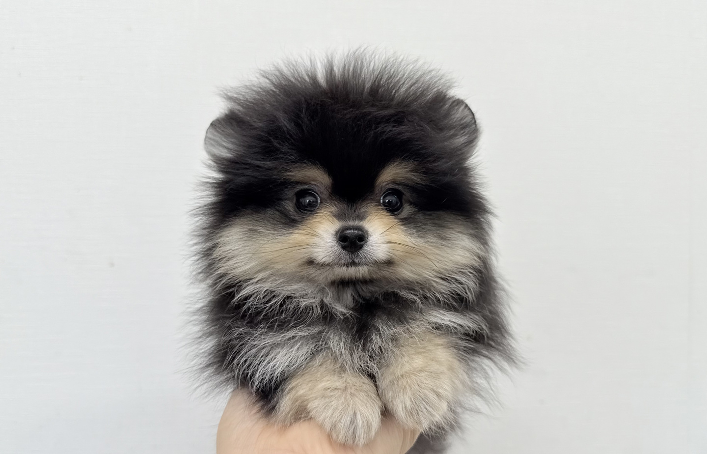 フレンチの子犬