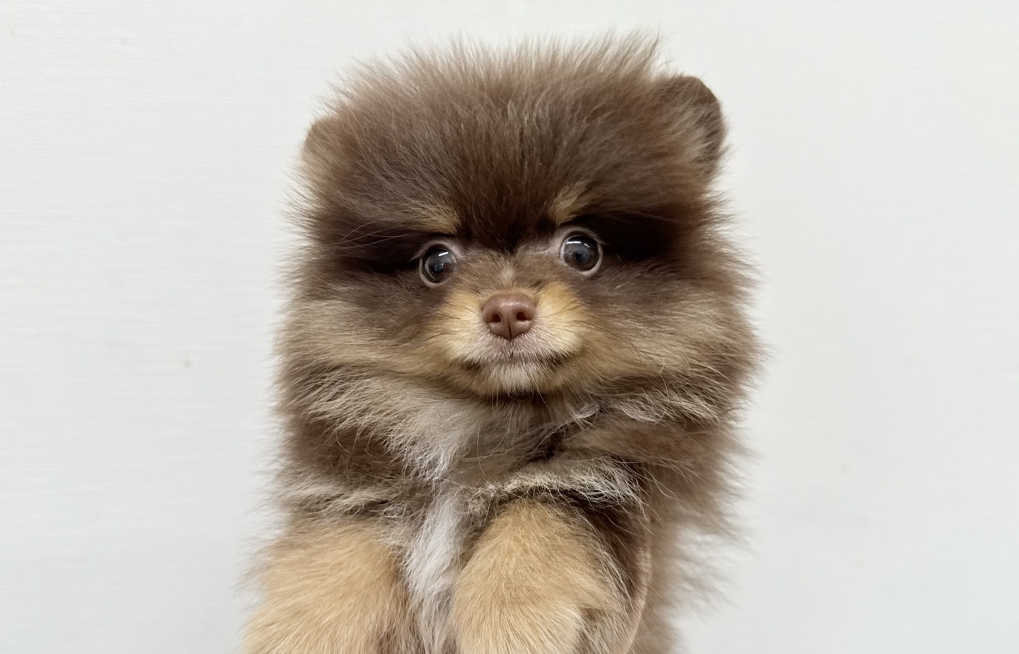 ヨーキーの子犬