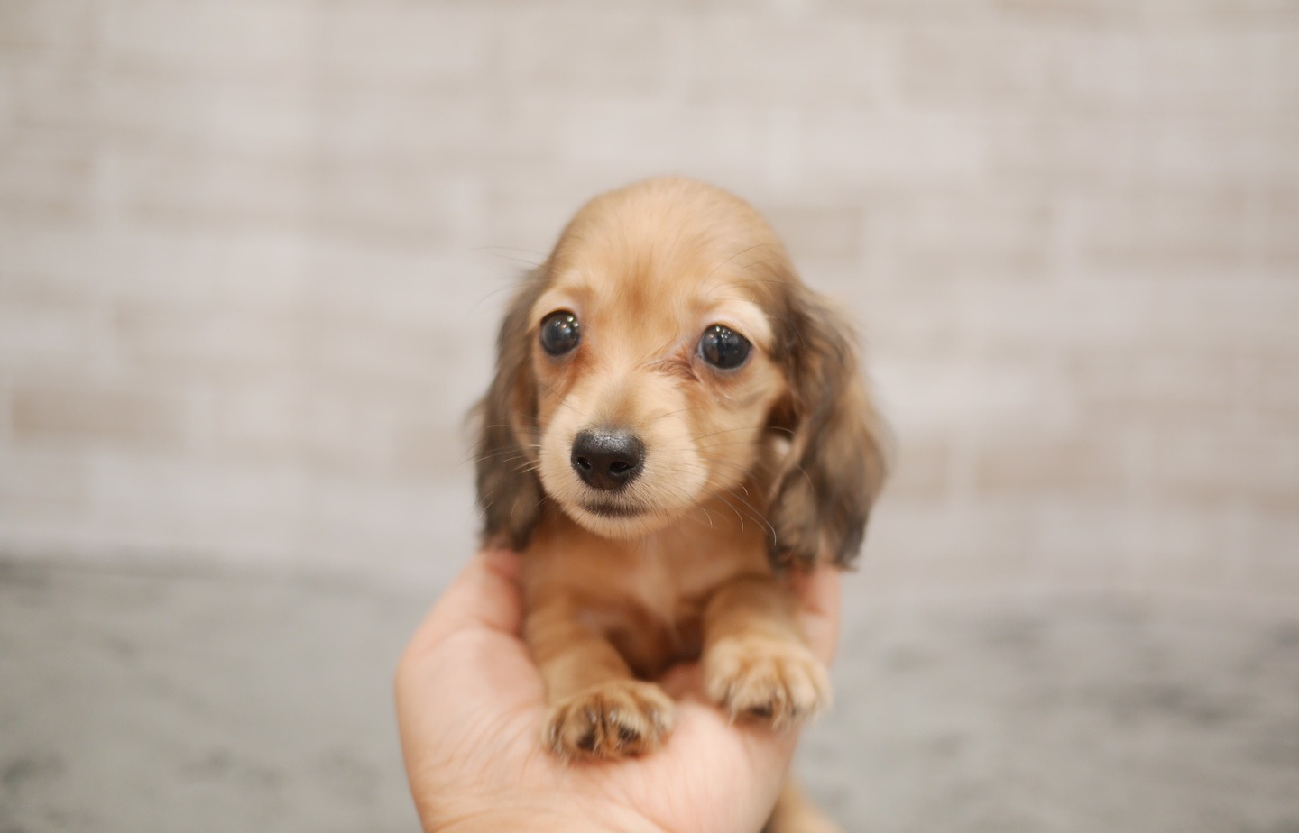 フレンチの子犬