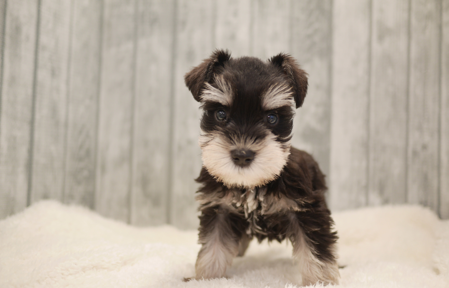 ヨーキーの子犬