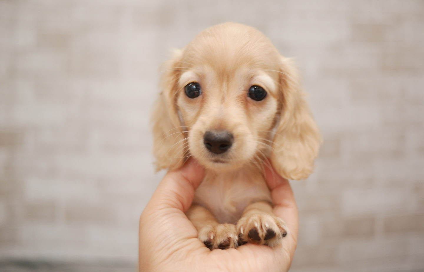 フレンチの子犬