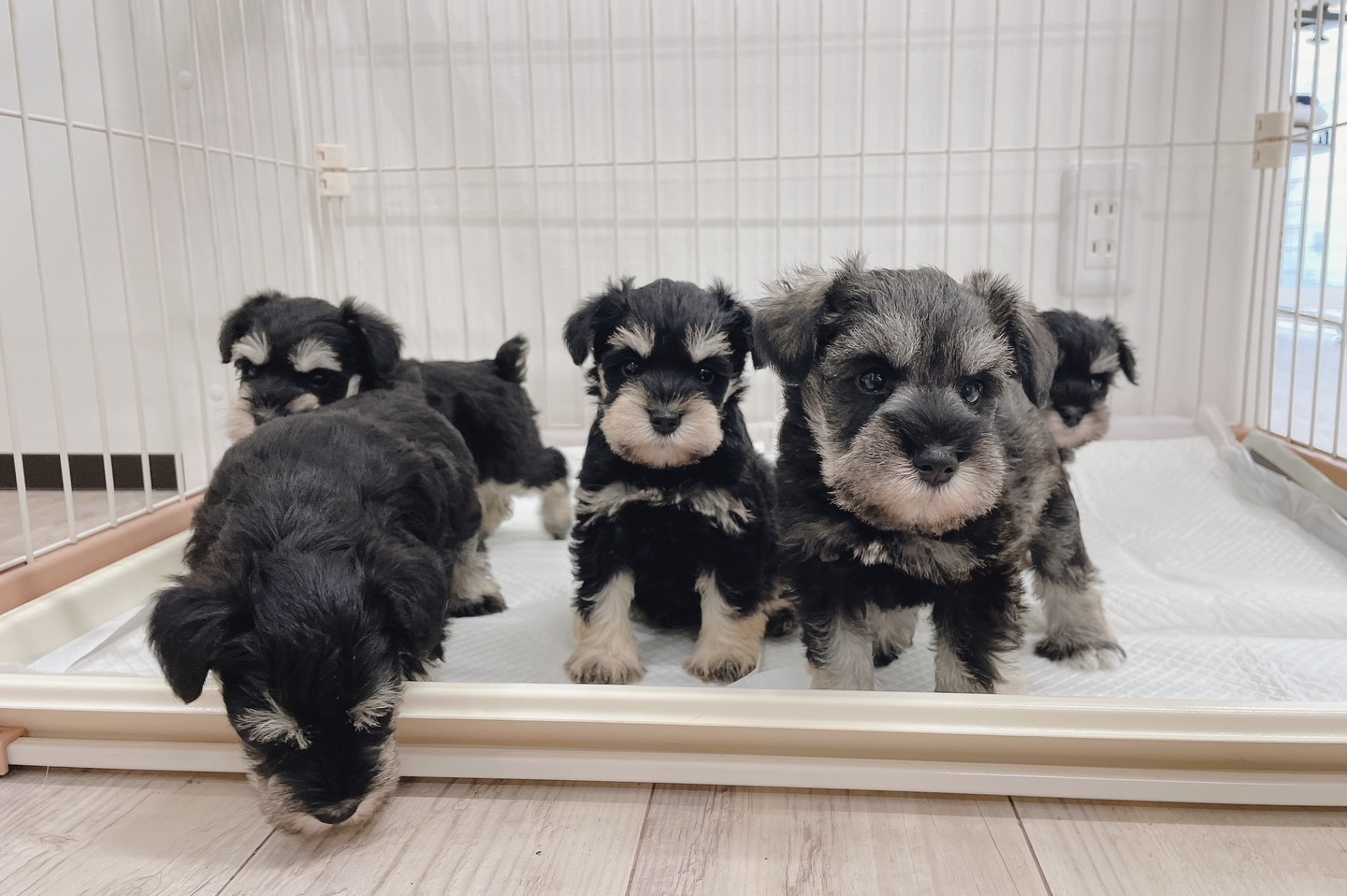 上を見ているチワワ