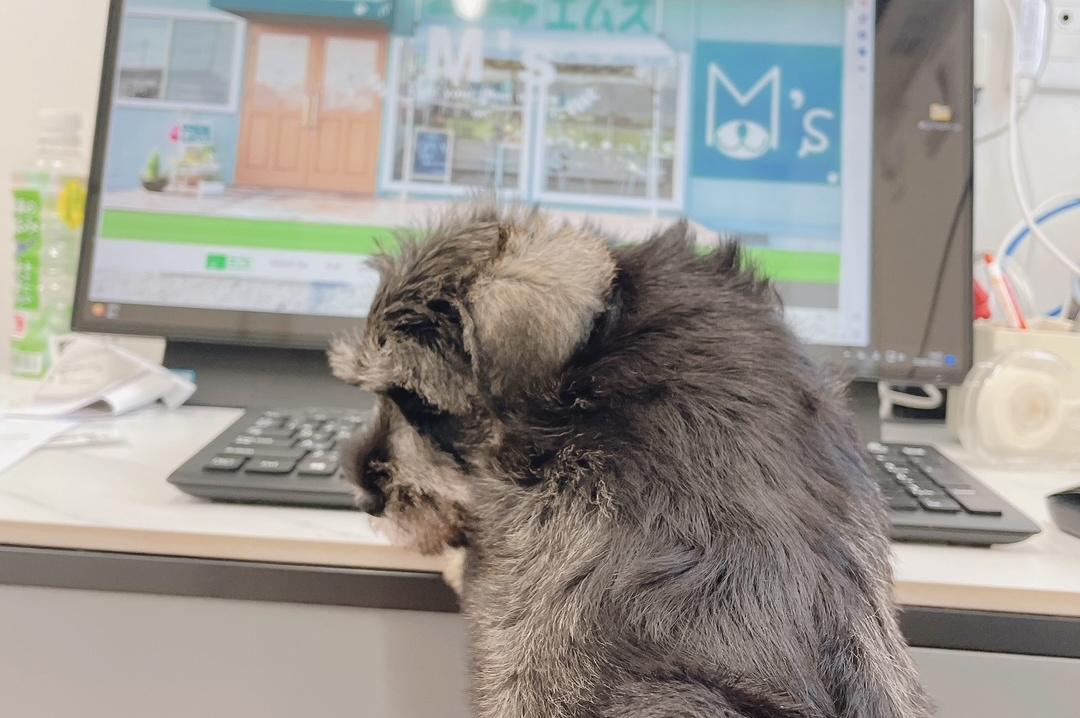 堂々としている犬